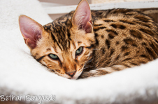 Bengal Katze rosetted